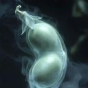 GhostLegumineuz