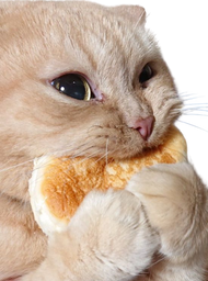 :Chatnom: