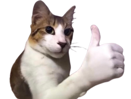 :chat_pouce:
