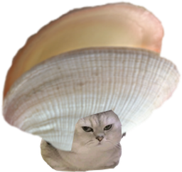 :ChatCoquillage: