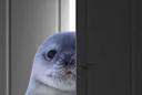 :phoqueporte: