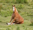 :cheval_assis2: