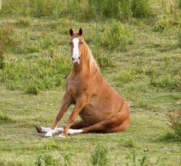 :cheval_assis2:
