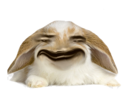 :Lapin_Belier_Content: