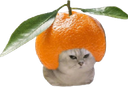 :chatbrushingclementine: