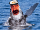 :Whales_bitcoin: