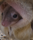 :Marsupomys: