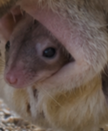 :Marsupomys:
