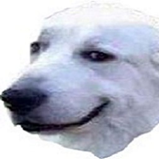 LaBiteDuChien