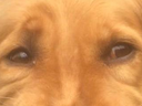 :chien_yeux_zoom: