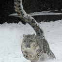 MetisSoyeux