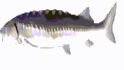 :Fished: