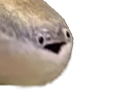 :poissonteube: