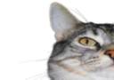 :CS1: