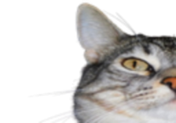 :CS1: