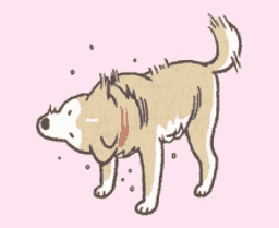 :chien_secoue: