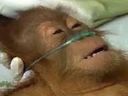 :singehopital: