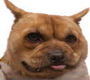 :Chienlimite: