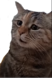 :chat_chokbar: