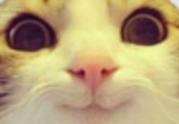 :Marrant_zoom: