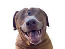 :teddicyclope: