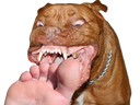 :Feetdogo: