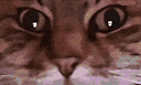 :ChatZoomTechno: