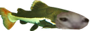 :poisson_chat: