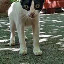 mirobolan