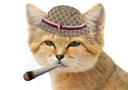 :dzchat: