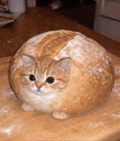:Pate_a_chatte: