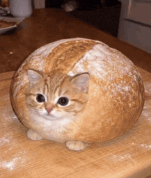 :Pate_a_chatte:
