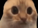 :chatcheloue: