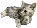 :ChatonPlex: