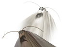 :cafard_mortel: