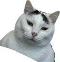 :Chat_qui_juge: