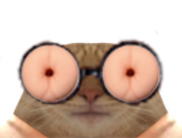 :chat_anussettes: