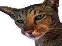 :Chalgerie: