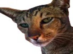 :Chalgerie: