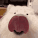 :chien_leche__:
