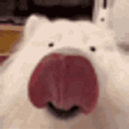 :chien_leche__: