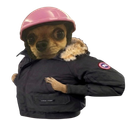 :Canada_dog: