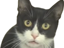 :ChatDeTrapvador: