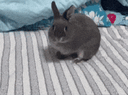 :Lapinfuite: