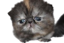 :Galibri: