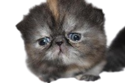 :Galibri: