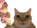 :Chat_glaces: