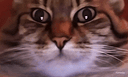:chat_zoom_ridi: