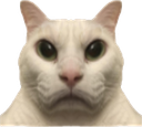 :ChatRegardVenerMiroir: