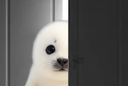 :phoqueporteblanc: